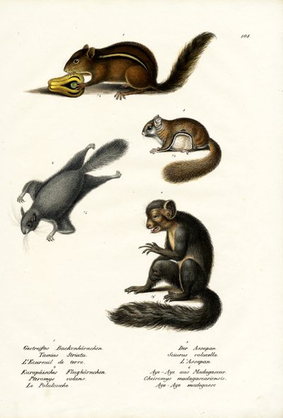 Tamia orientale, 1824 da Karl Joseph Brodtmann